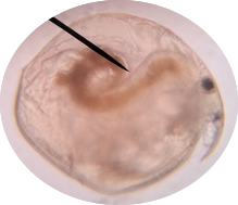 Chydorus sphaericus