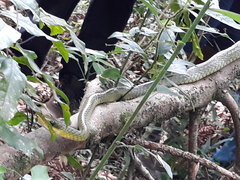 Chironius gouveai
