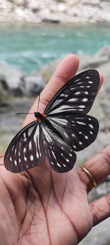 Arbor Freak Butterfly