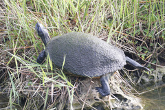 Pseudemys peninsularis