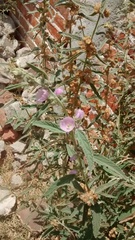Sphaeralcea angustifolia