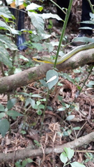 Chironius gouveai