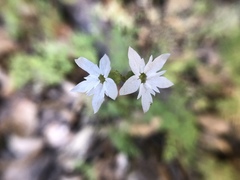 Lithophragma heterophyllum
