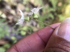 Lithophragma heterophyllum