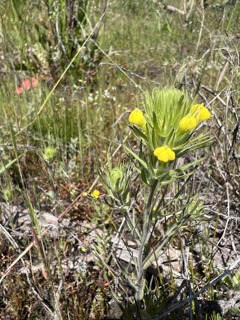 cutleaf Indian paintbrush from Sierra National Forest, Auberry, CA, US ...