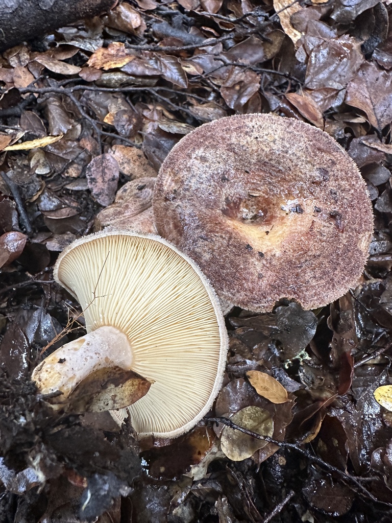 Lactarius tawai