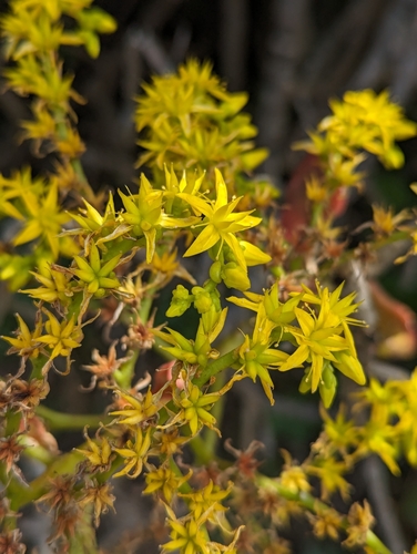 Sedum praealtum