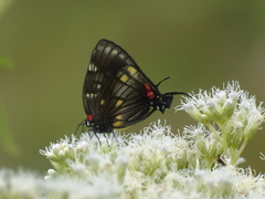 Panthiades paphlagon