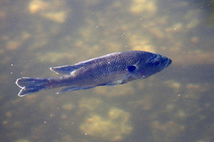 Lepomis punctatus