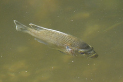 Lepomis punctatus