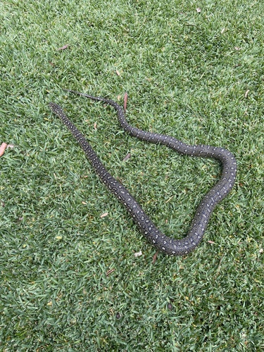 Diamond Python sighting