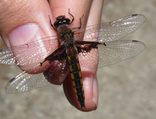 Mantled Baskettail photo 3