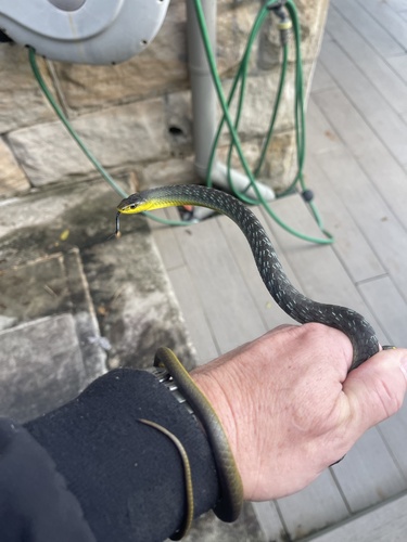 Common Tree Snake sighting