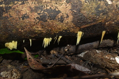 Physalacria sulphurea