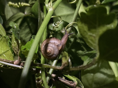 Bradybaena similaris observed 2024-05-12