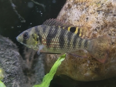 Redbelly Tilapia photo 2