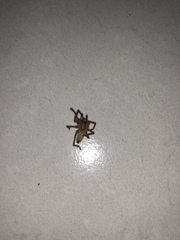 Arachnida