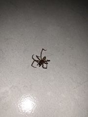 Arachnida