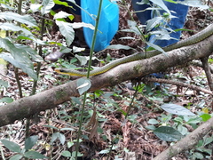Chironius gouveai