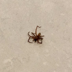 Arachnida