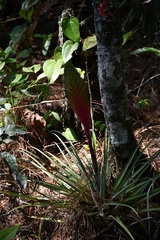 Tillandsia lampropoda