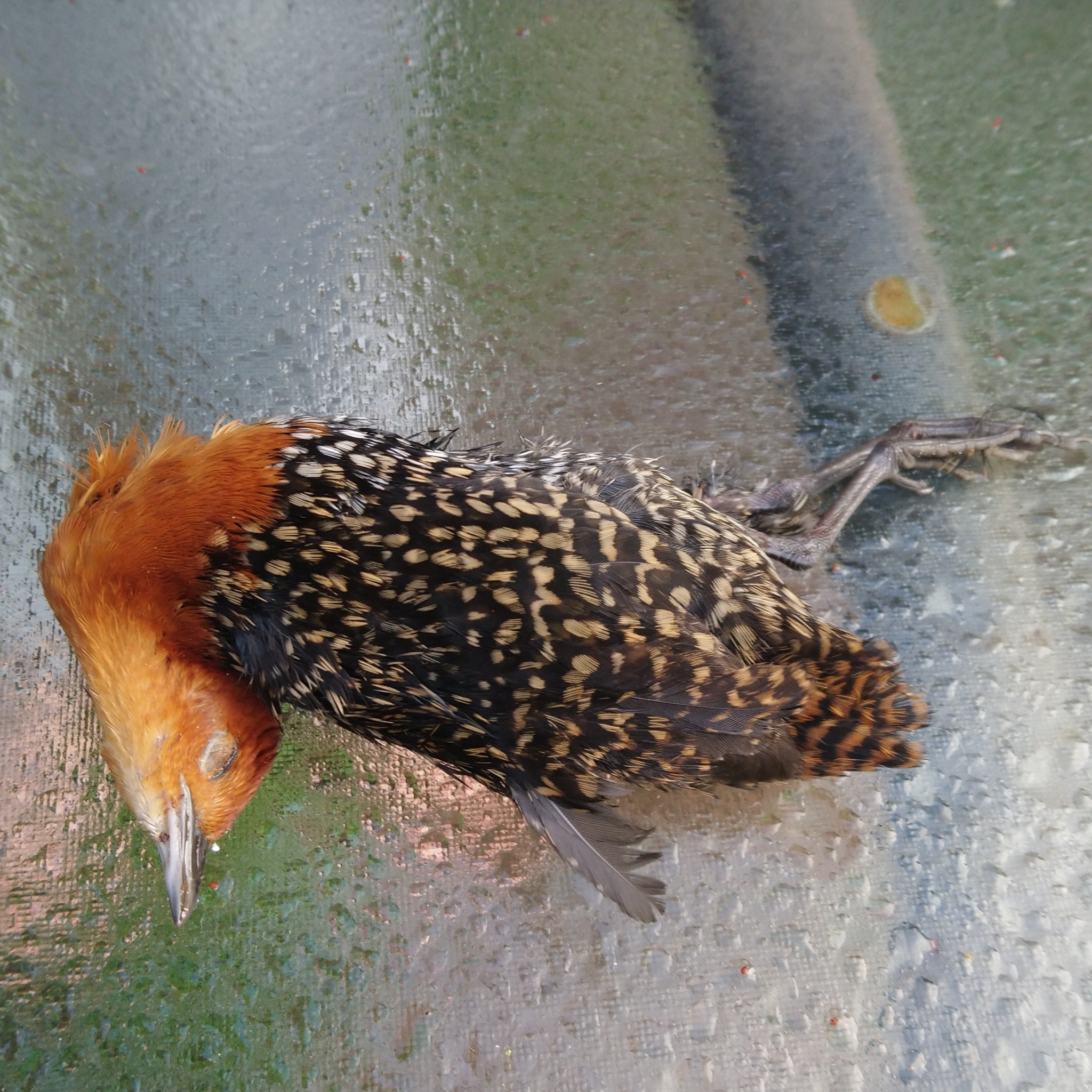 Buff-spotted Flufftail (Sarothrura elegans), photo 1