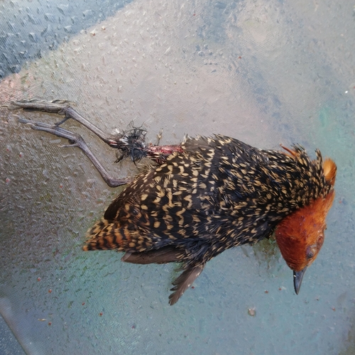 Buff-spotted Flufftail (Sarothrura elegans), photo 2