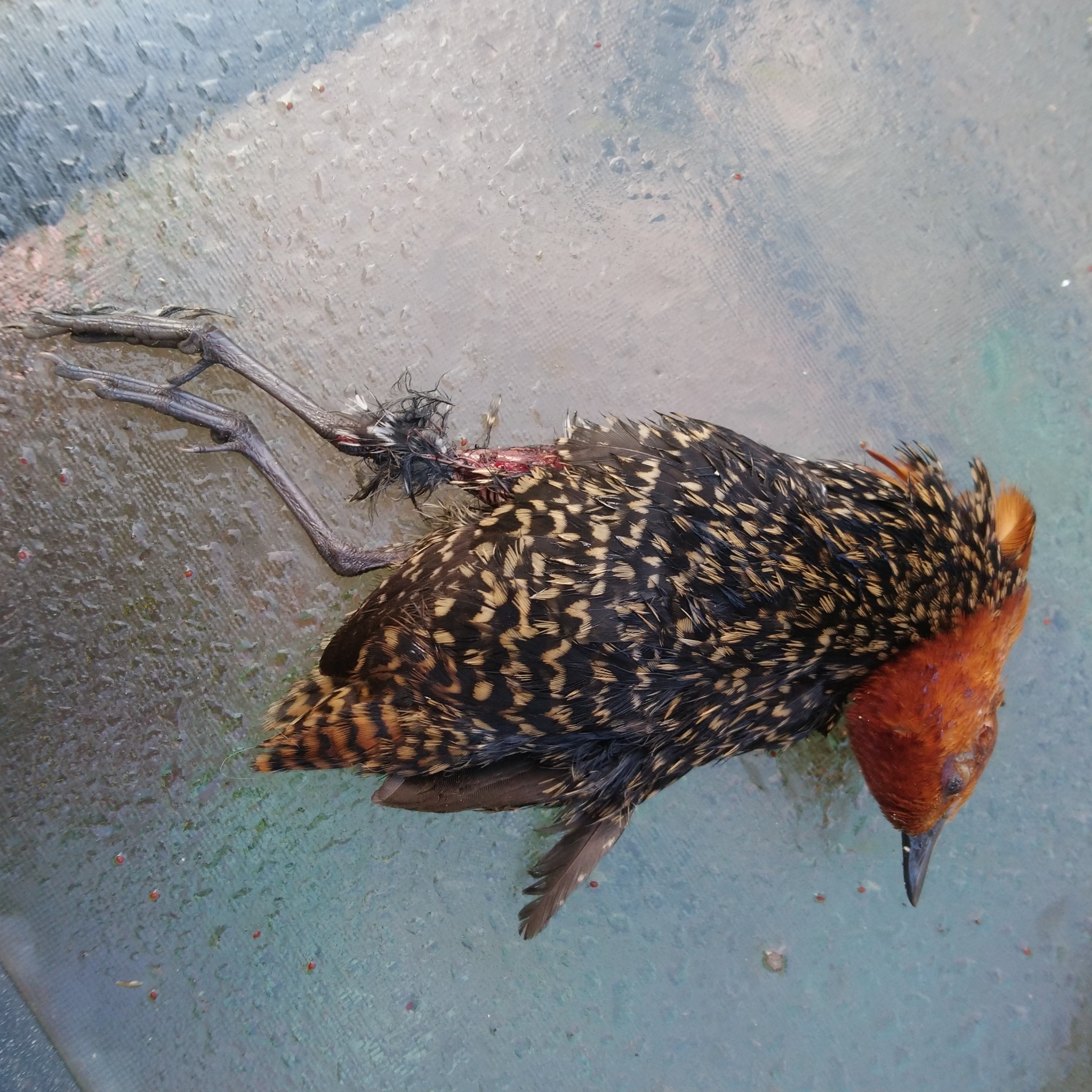Buff-spotted Flufftail (Sarothrura elegans), photo 2