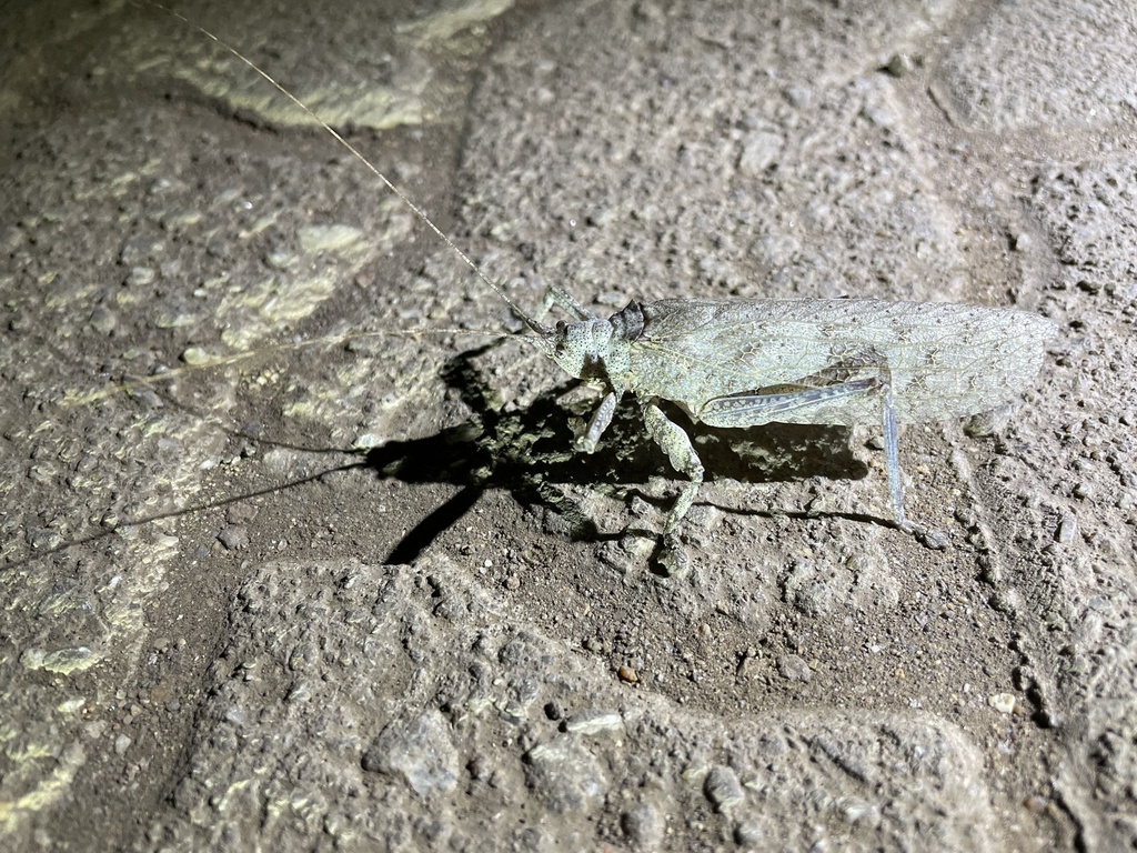 Greater Bark Katydid from Kruger National Park, Bushbuckridge, MP, ZA ...