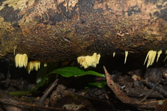 Physalacria sulphurea