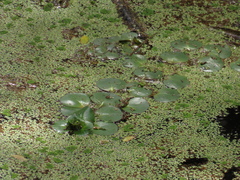 Ludwigia helminthorrhiza