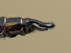 Epitheca semiaquea