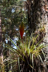 Tillandsia lampropoda
