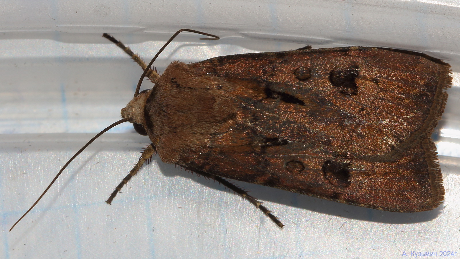 Совка Восклицательная (Agrotis exclamationis)