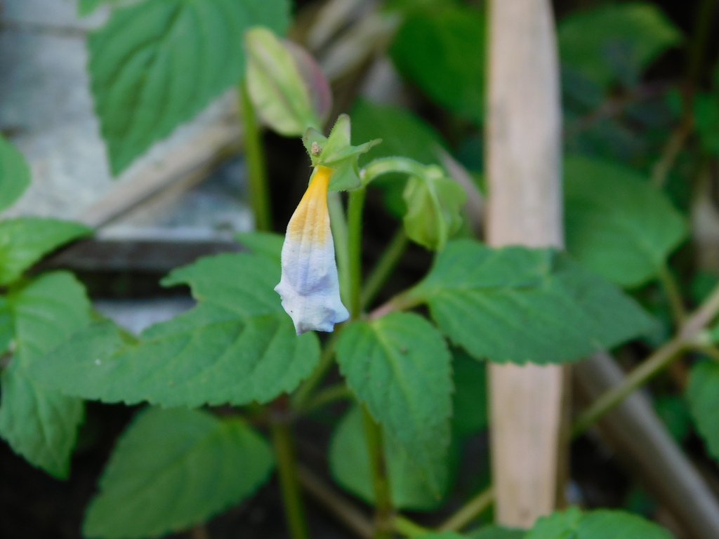 Torenia violacea (Torenia violacea)