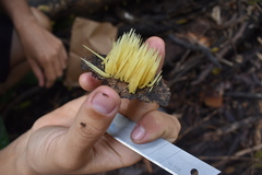 Physalacria sulphurea