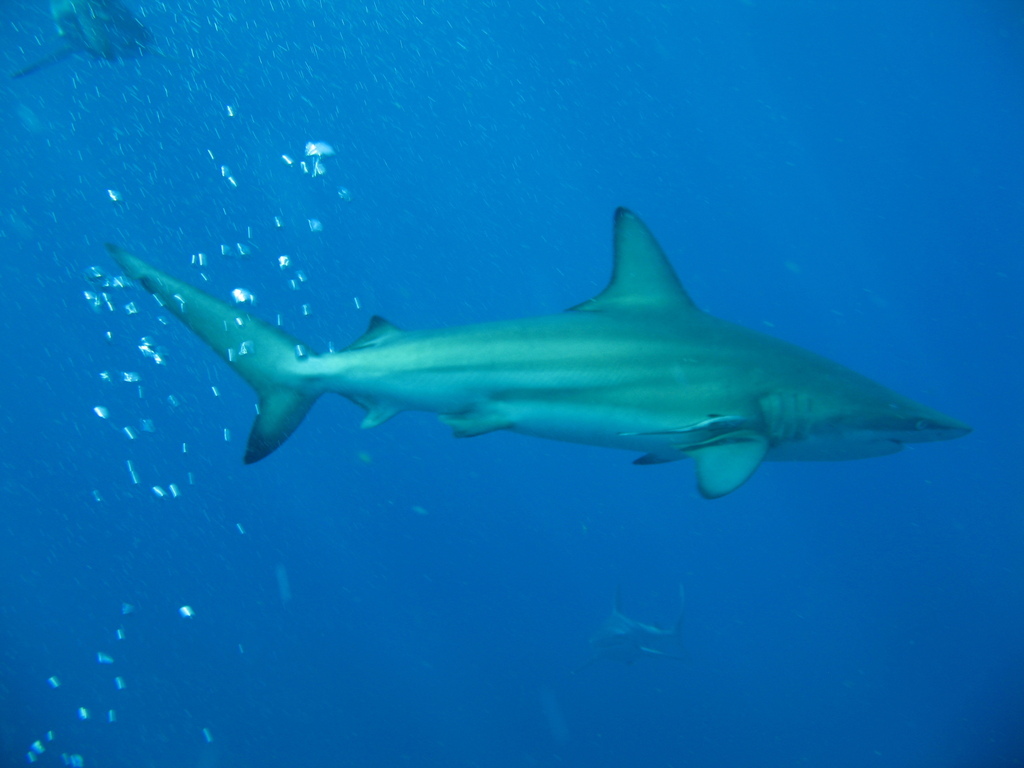 Common Blacktip Shark in March 2009 by redshift3 · iNaturalist