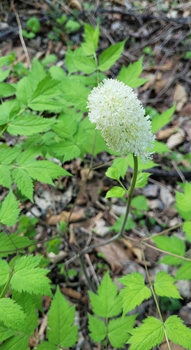 Actaea asiatica, photograph 5