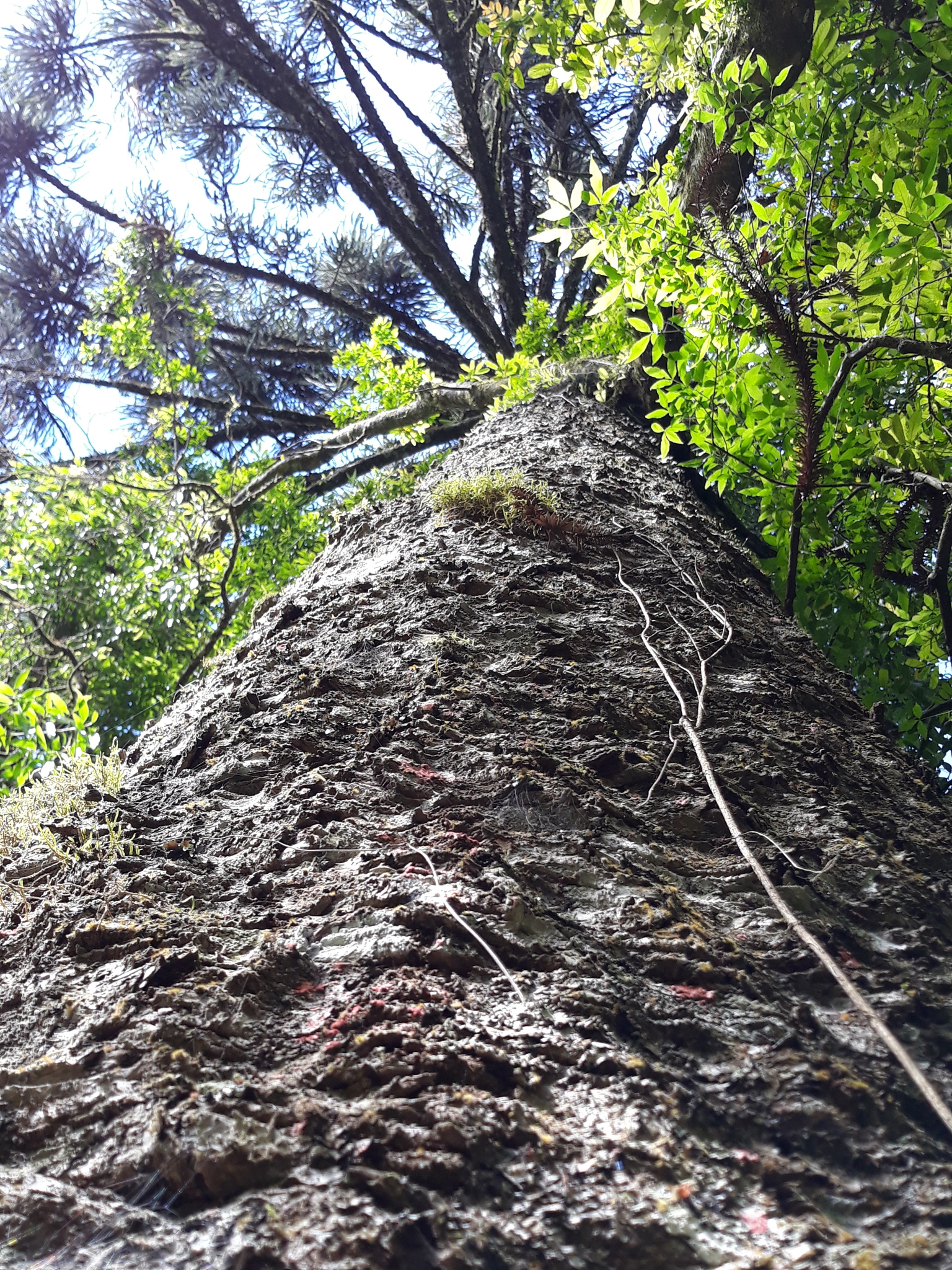 Araucaria angustifolia