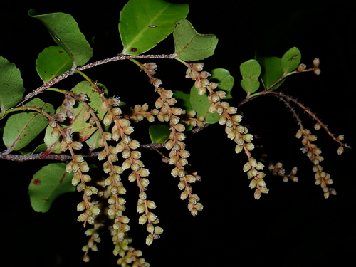 Homalium deplanchei observed 2024-05-10