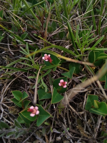 Euphorbia dugandiana