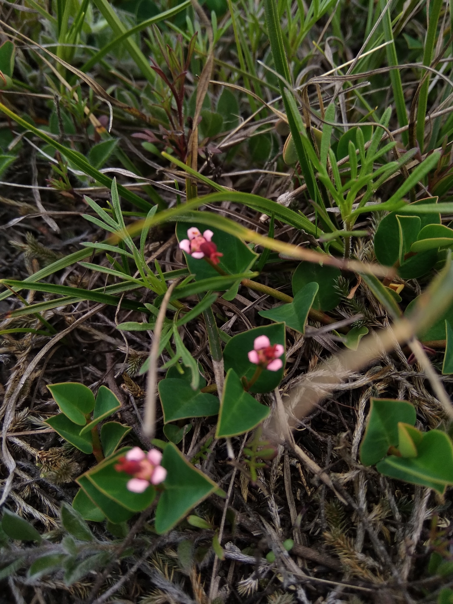 Euphorbia dugandiana