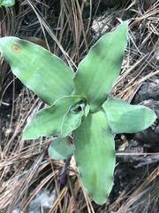Tradescantia brevifolia