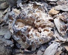 Daleomyces phillipsii