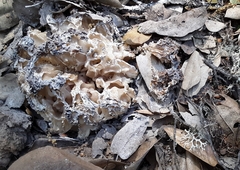 Daleomyces phillipsii