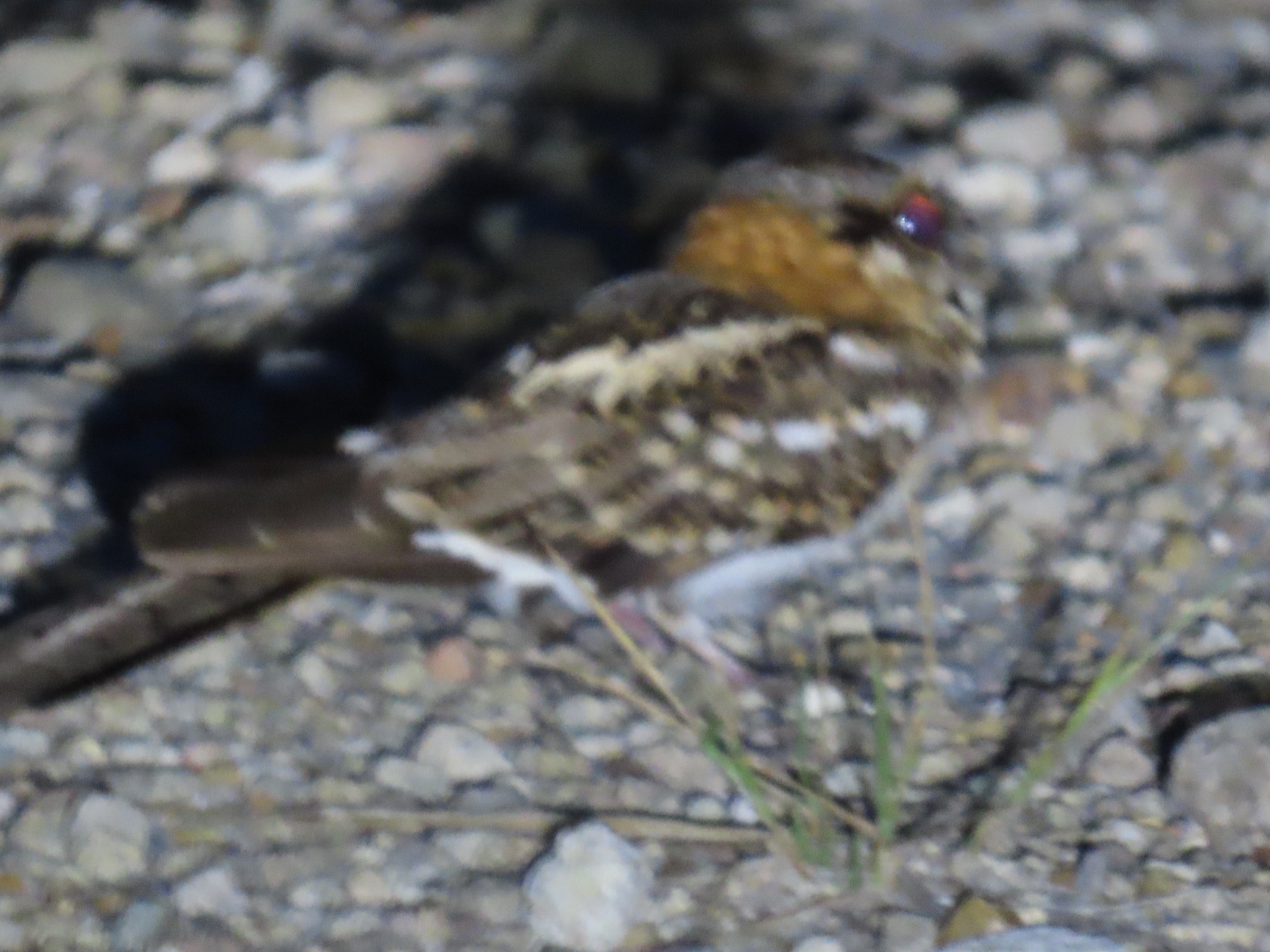 White-tailed Nightjar (Hydropsalis cayennensis), photo 7
