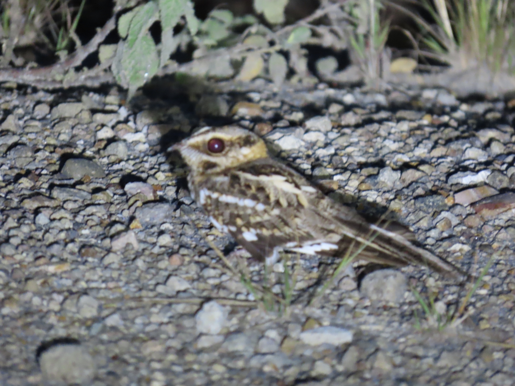 White-tailed Nightjar (Hydropsalis cayennensis), photo 9