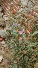 Sphaeralcea angustifolia