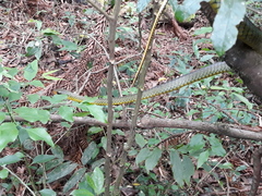 Chironius gouveai