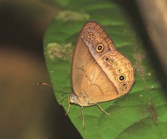 Mycalesis orseis